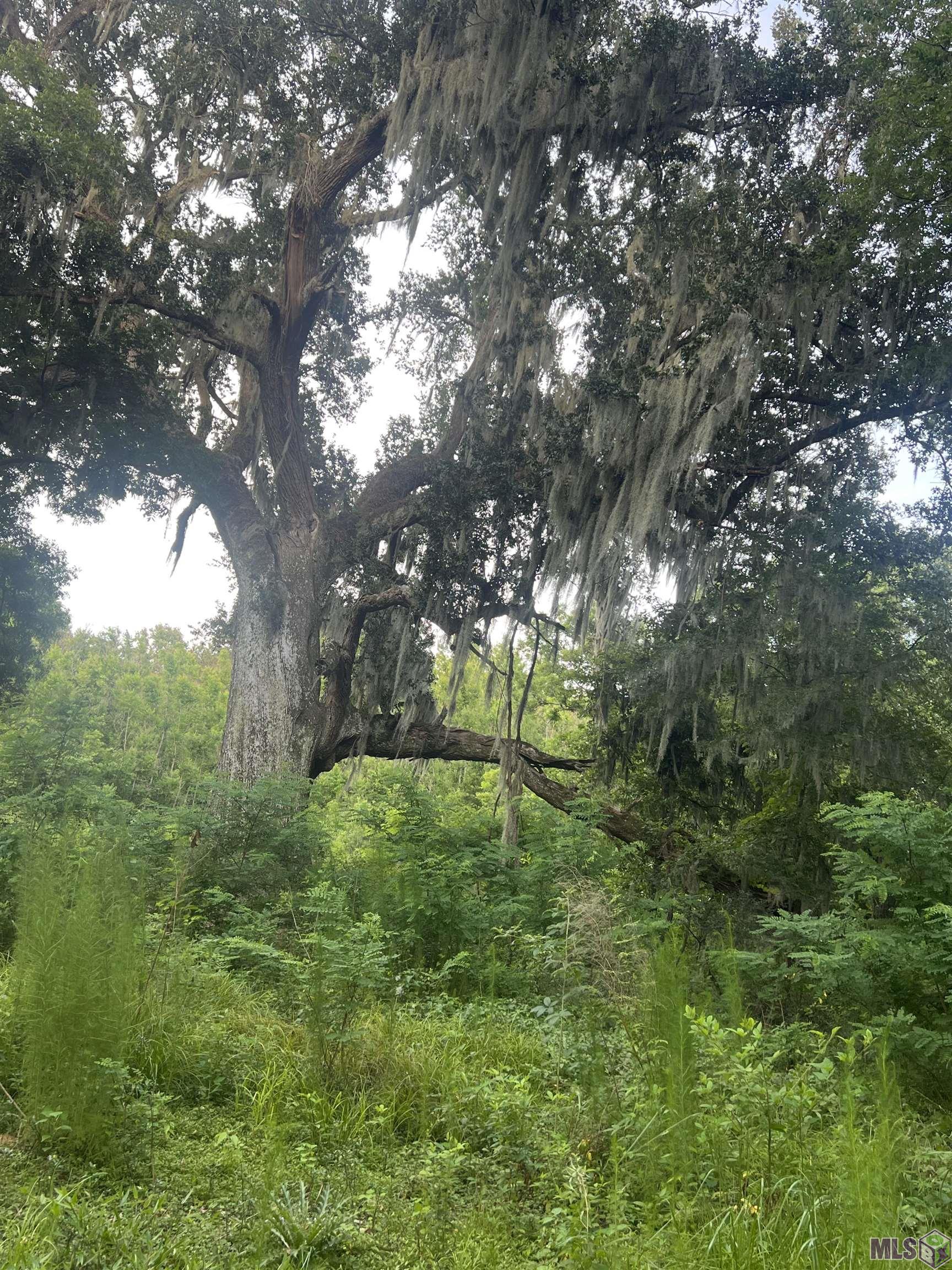 TBD Hadden Ln, Ethel, Louisiana image 5