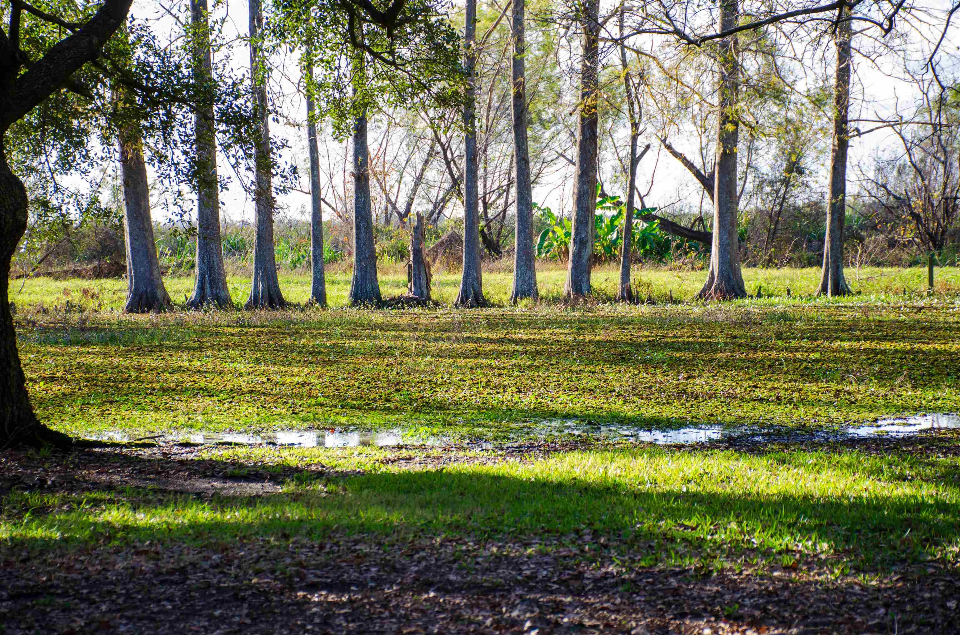 317 Bayou Blue Rd, Houma, Louisiana image 17