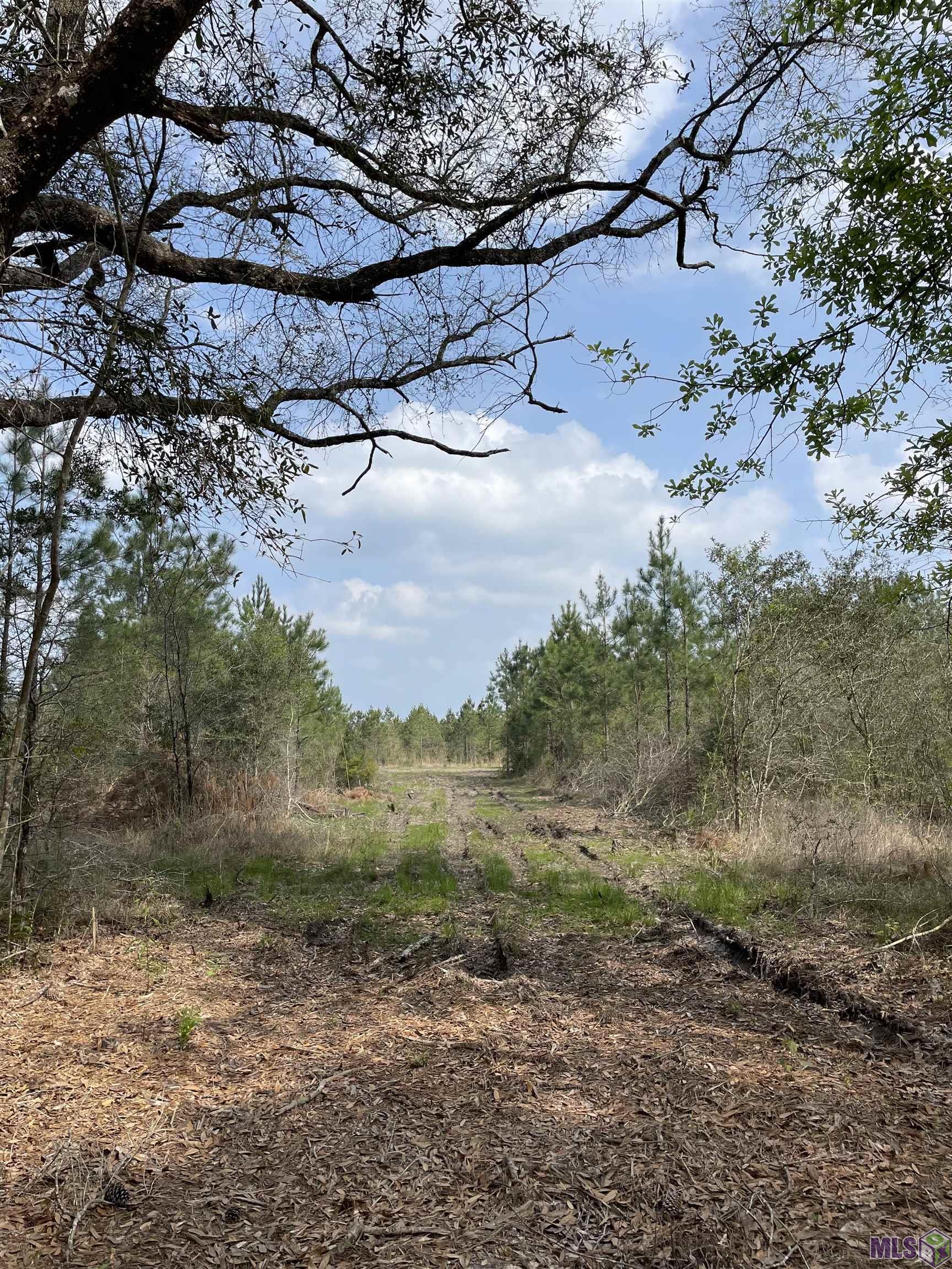 Tract 9 Lorin Wall Rd, Holden, Louisiana image 3