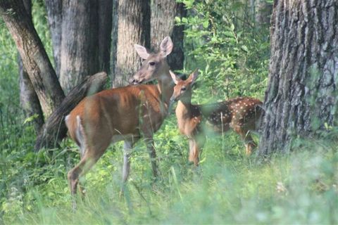 Photo of 15 Acres m/l Highway 13, Friendship, WI 53934 (MLS # 2005609)