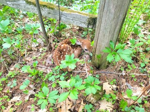 Tiny photo for 79.95 AC County Road FF, Hancock, WI 54943 (MLS # 1992126)