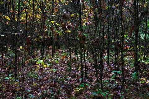 Tiny photo for 40+/- Acres Edgewood Drive, Adams, WI 53910 (MLS # 2010902)