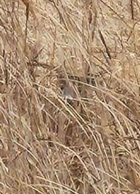 Tiny photo for N5449 County M Road, Brandon, WI 53919 (MLS # 2009043)