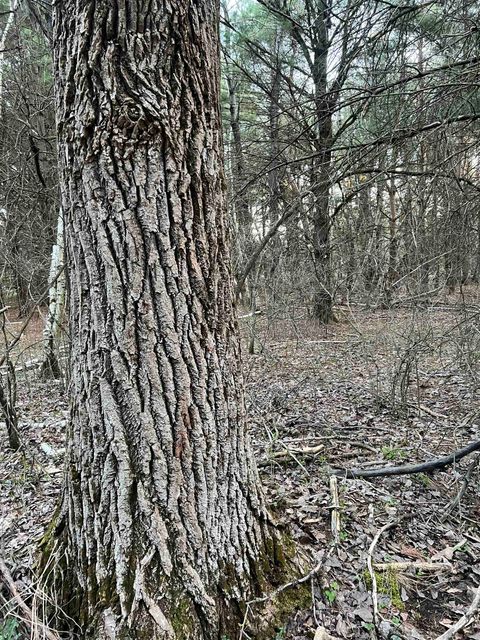 Tiny photo for N8503 County Road N, Neshkoro, WI 54960 (MLS # 1975796)