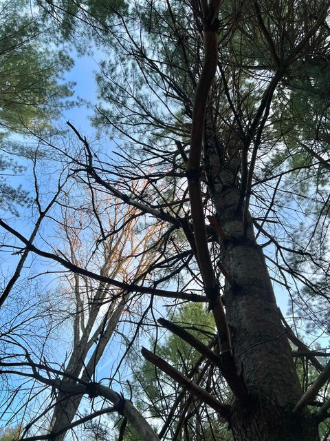 Tiny photo for N8503 County Road N, Neshkoro, WI 54960 (MLS # 1975796)