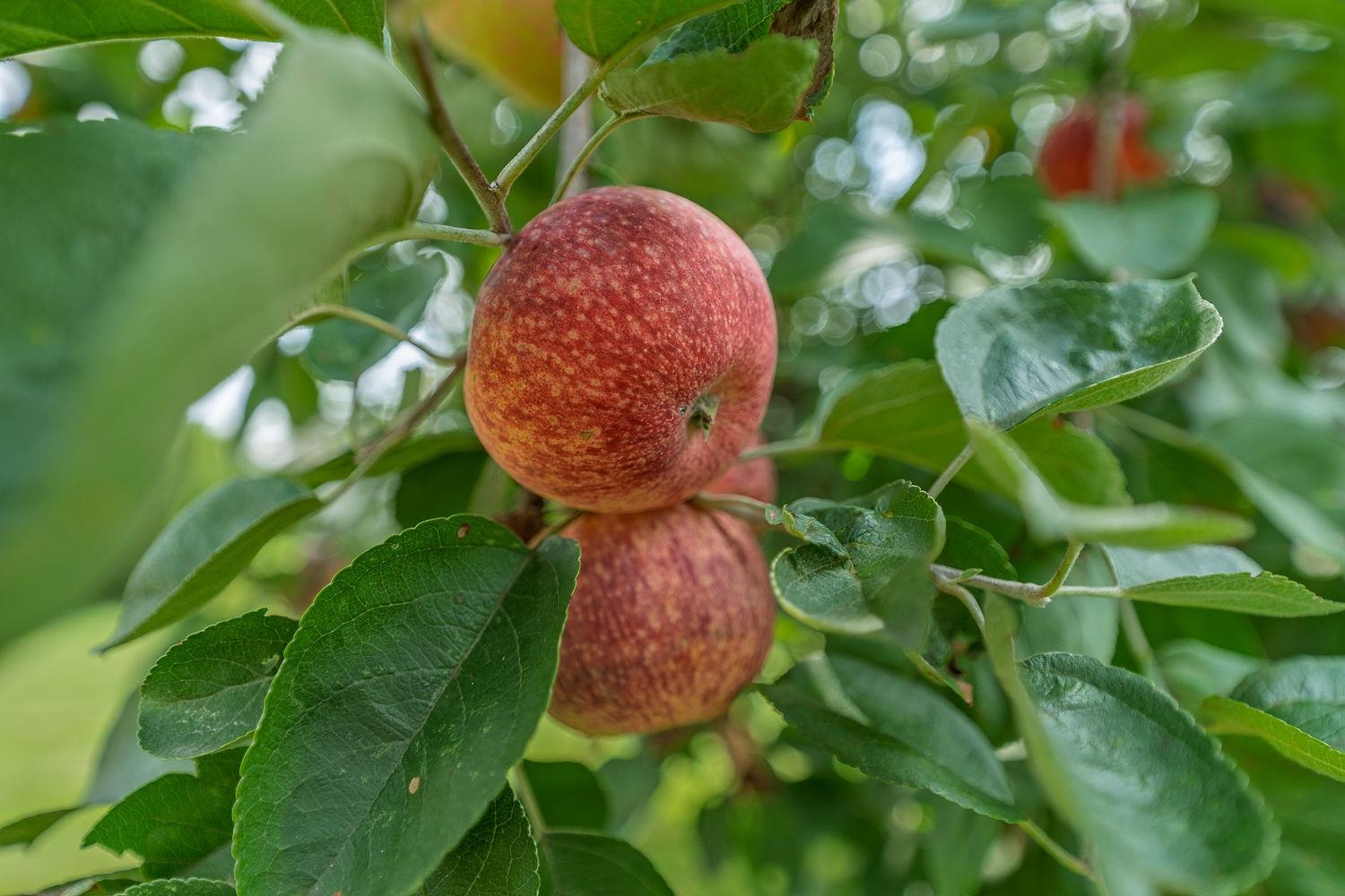 Hillsboro, Wisconsin 54634, United States, 3 Bedrooms Bedrooms, ,2 BathroomsBathrooms,Residential,Active,189868