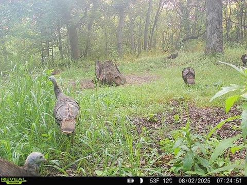 Tiny photo for 41.95 +/- Acres County Road Y, Montello, WI 53949 (MLS # 2010666)