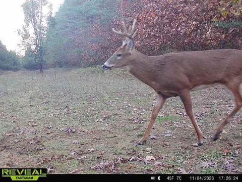 Tiny photo for 41.95 +/- Acres County Road Y, Montello, WI 53949 (MLS # 2010666)