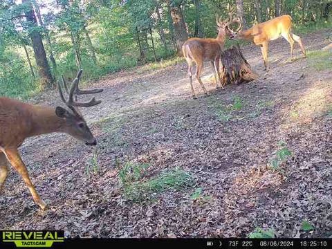 Tiny photo for 41.95 +/- Acres County Road Y, Montello, WI 53949 (MLS # 2010666)