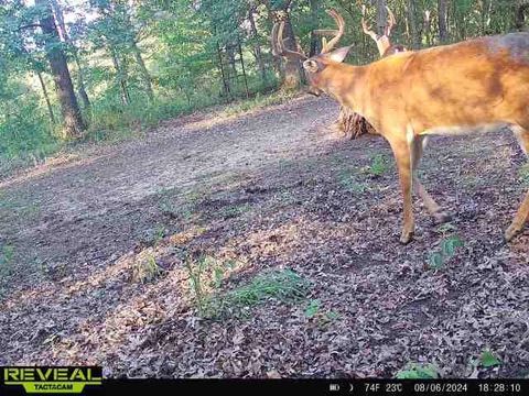 Tiny photo for 41.95 +/- Acres County Road Y, Montello, WI 53949 (MLS # 2010666)