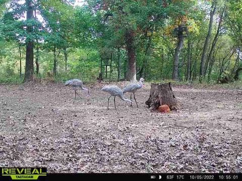 Tiny photo for 41.95 +/- Acres County Road Y, Montello, WI 53949 (MLS # 2010666)