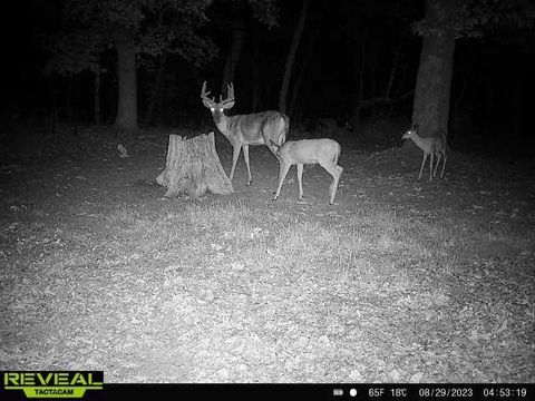 Tiny photo for 41.95 +/- Acres County Road Y, Montello, WI 53949 (MLS # 2010666)