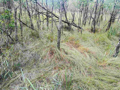 Tiny photo for 80 AC 13th Ct Acres, Nekoosa, WI 54457 (MLS # 2009953)