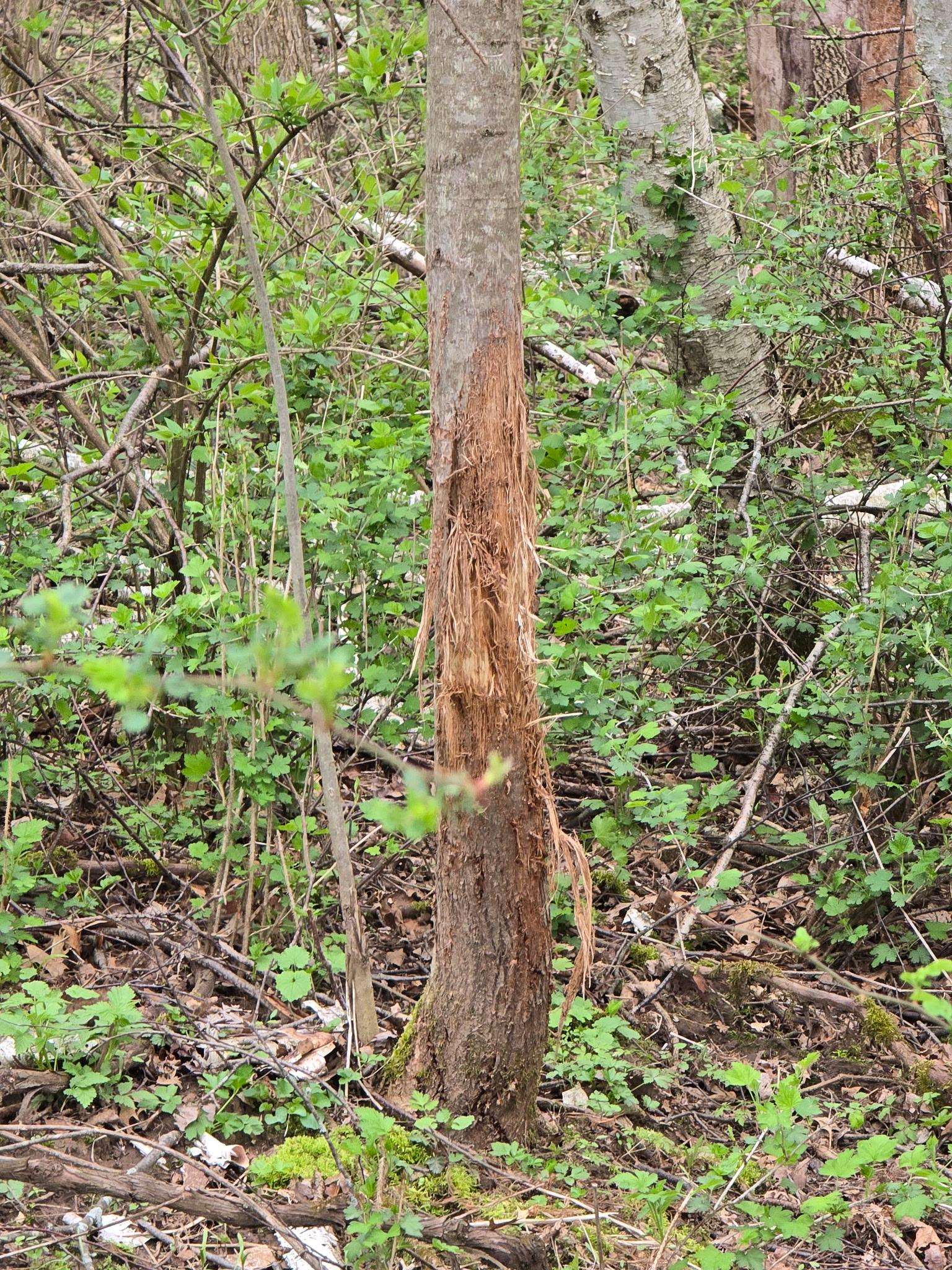 54 +/- Acres Campfire Drive