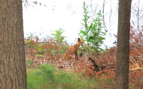 Tiny photo for 40.00 AC County Road FF, Hancock, WI 54943 (MLS # 2006825)