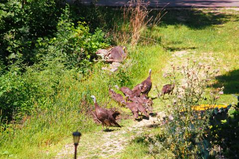 Tiny photo for 10168 N Edgewood Shores Road, Edgerton, WI 53534 (MLS # 2012543)