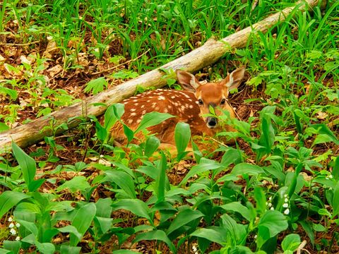 Tiny photo for 10168 N Edgewood Shores Road, Edgerton, WI 53534 (MLS # 2012543)