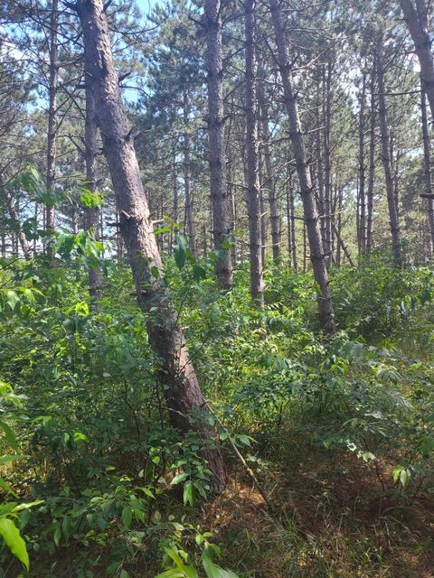 Tiny photo for Lot 113 Beaver Lane, Arkdale, WI 54613 (MLS # 1981924)