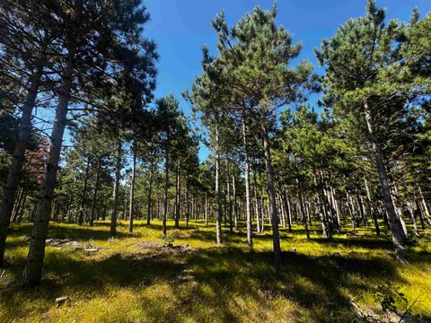 Tiny photo for 40 AC Cty O Acres, Nekoosa, WI 54457 (MLS # 2009948)