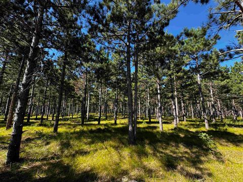 Tiny photo for 40 AC Cty O Acres, Nekoosa, WI 54457 (MLS # 2009948)