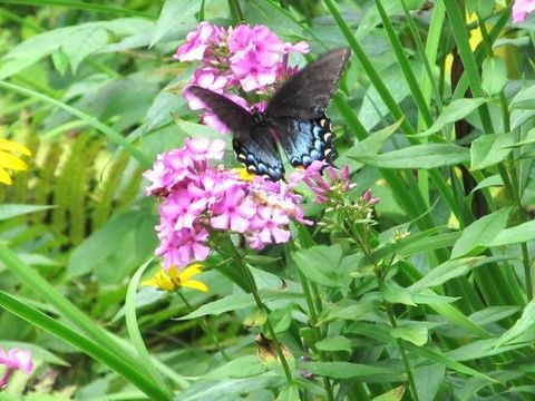 Tiny photo for 49.79 AC Forest Drive, Hancock, WI 54943 (MLS # 2006829)