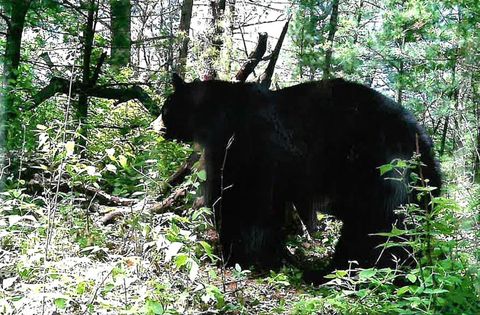 Tiny photo for 49.79 AC Forest Drive, Hancock, WI 54943 (MLS # 2006829)