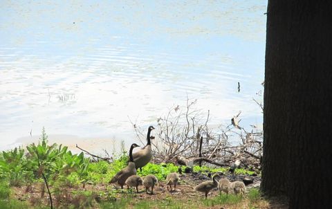 Tiny photo for 49.79 AC Forest Drive, Hancock, WI 54943 (MLS # 2006829)