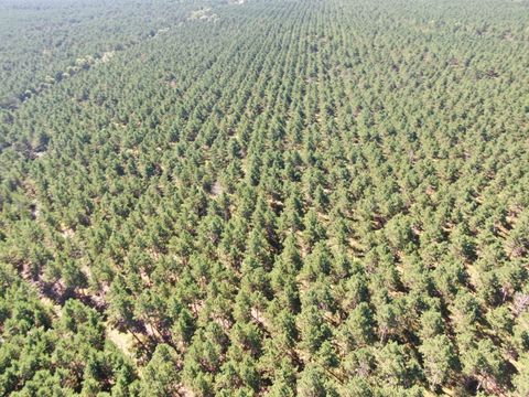Tiny photo for 77 AC State Highway 13 Acres, Nekoosa, WI 54457 (MLS # 2009949)