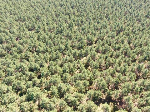Tiny photo for 77 AC State Highway 13 Acres, Nekoosa, WI 54457 (MLS # 2009949)