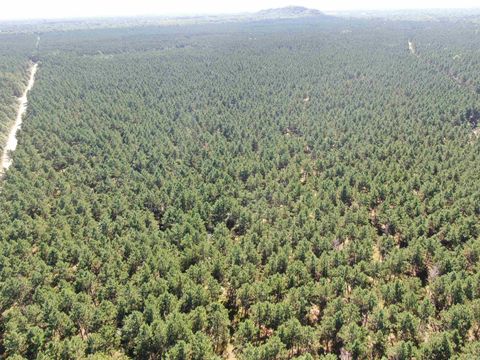 Tiny photo for 77 AC State Highway 13 Acres, Nekoosa, WI 54457 (MLS # 2009949)
