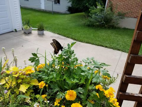 Tiny photo for 2429 Hoard Street, Madison, WI 53704 (MLS # 2013610)