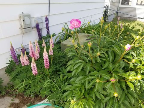 Tiny photo for 2429 Hoard Street, Madison, WI 53704 (MLS # 2013610)