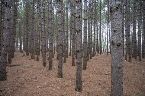 Tiny photo for 685 17th Drive, Arkdale, WI 54613 (MLS # 1994742)