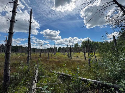 Tiny photo for 40 AC 16th Ave Acres, Arkdale, WI 54613 (MLS # 2009957)