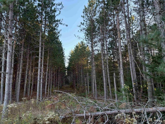 PLANTATION RD, PELICAN LAKE, WI 54463 - Image db01f092bbe905ec1816b4f0a3e8e09d/2514362569