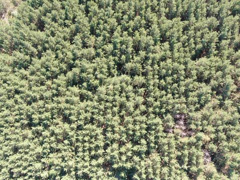Tiny photo for 80 AC 9th Acres, Adams, WI 53910 (MLS # 2009944)