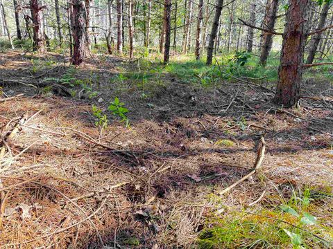 Tiny photo for 80 AC 9th Acres, Adams, WI 53910 (MLS # 2009944)