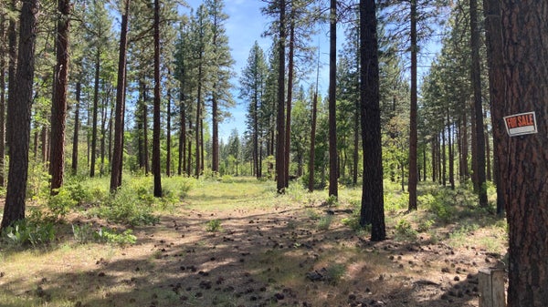 BIG LAKE RD, MCARTHUR, CA 96056 - Image 3cf8bc6b2b03042f5beea9d8ea884e78/1805319277