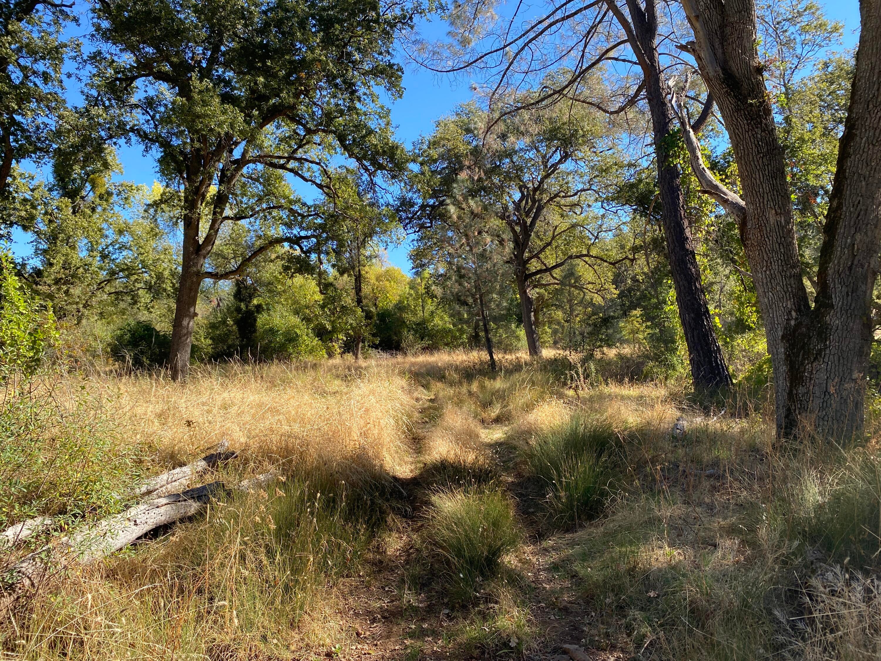 291 Acres Shingletown Ridge Road