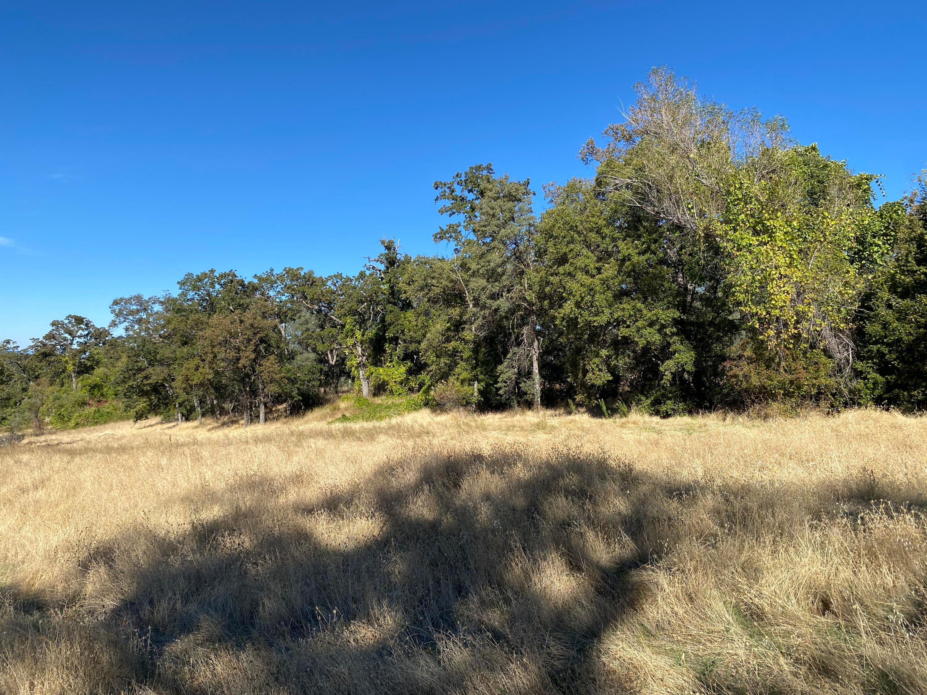 86 Acres Shingletown Ridge Road