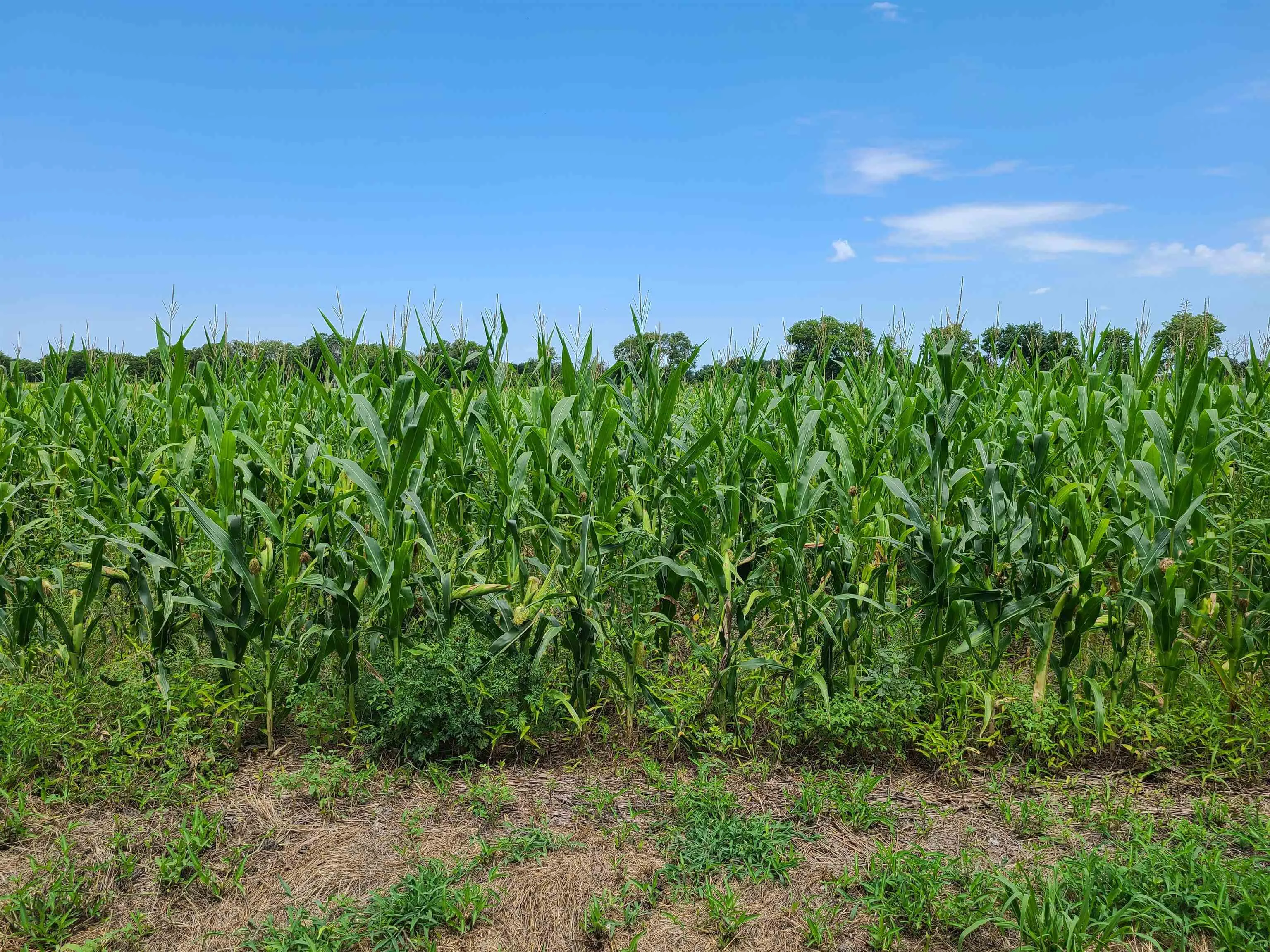 Winfield, Kansas 67156, United States, ,Residential,Pending,195168