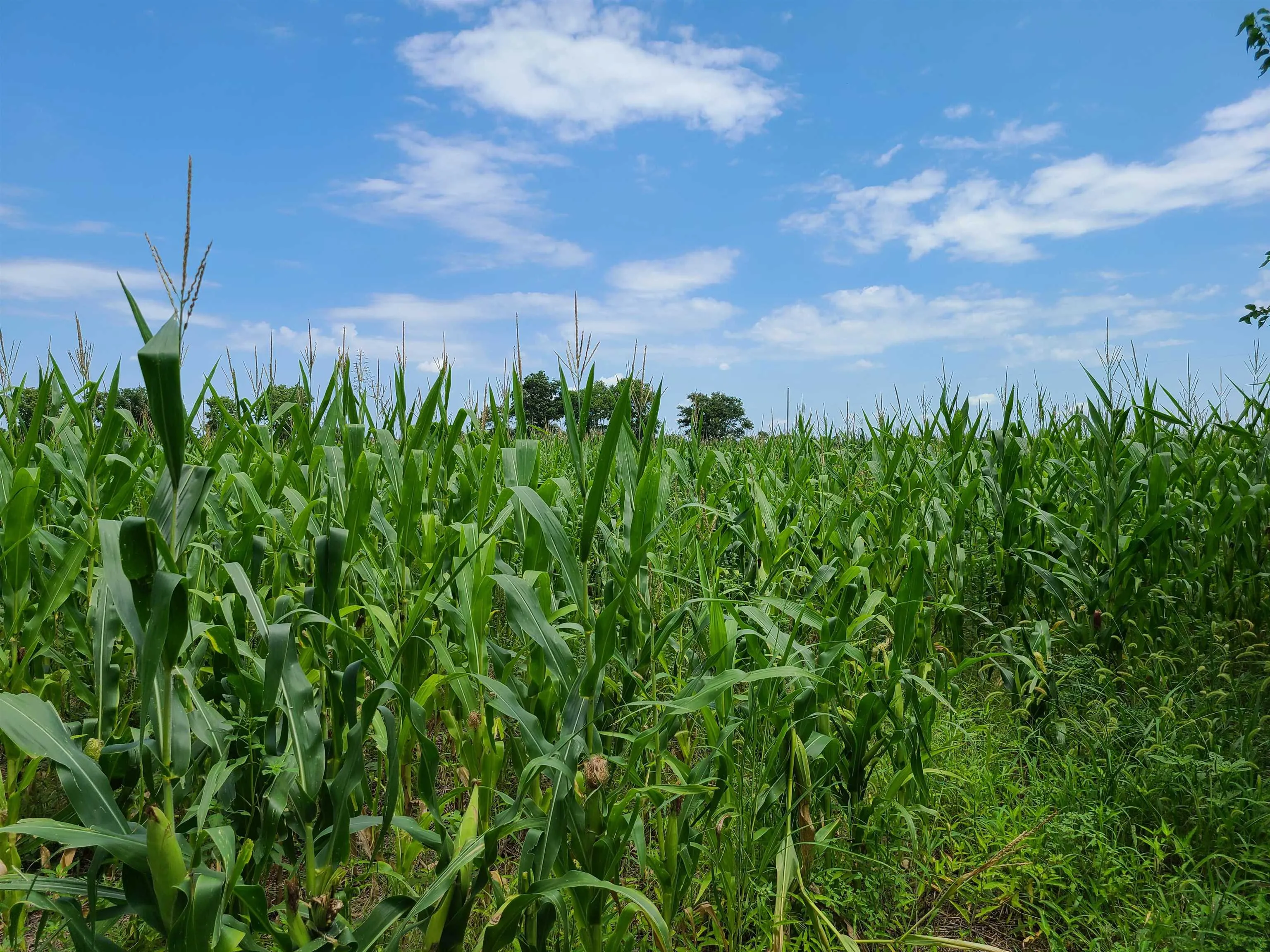 Winfield, Kansas 67156, United States, ,Residential,Pending,195168