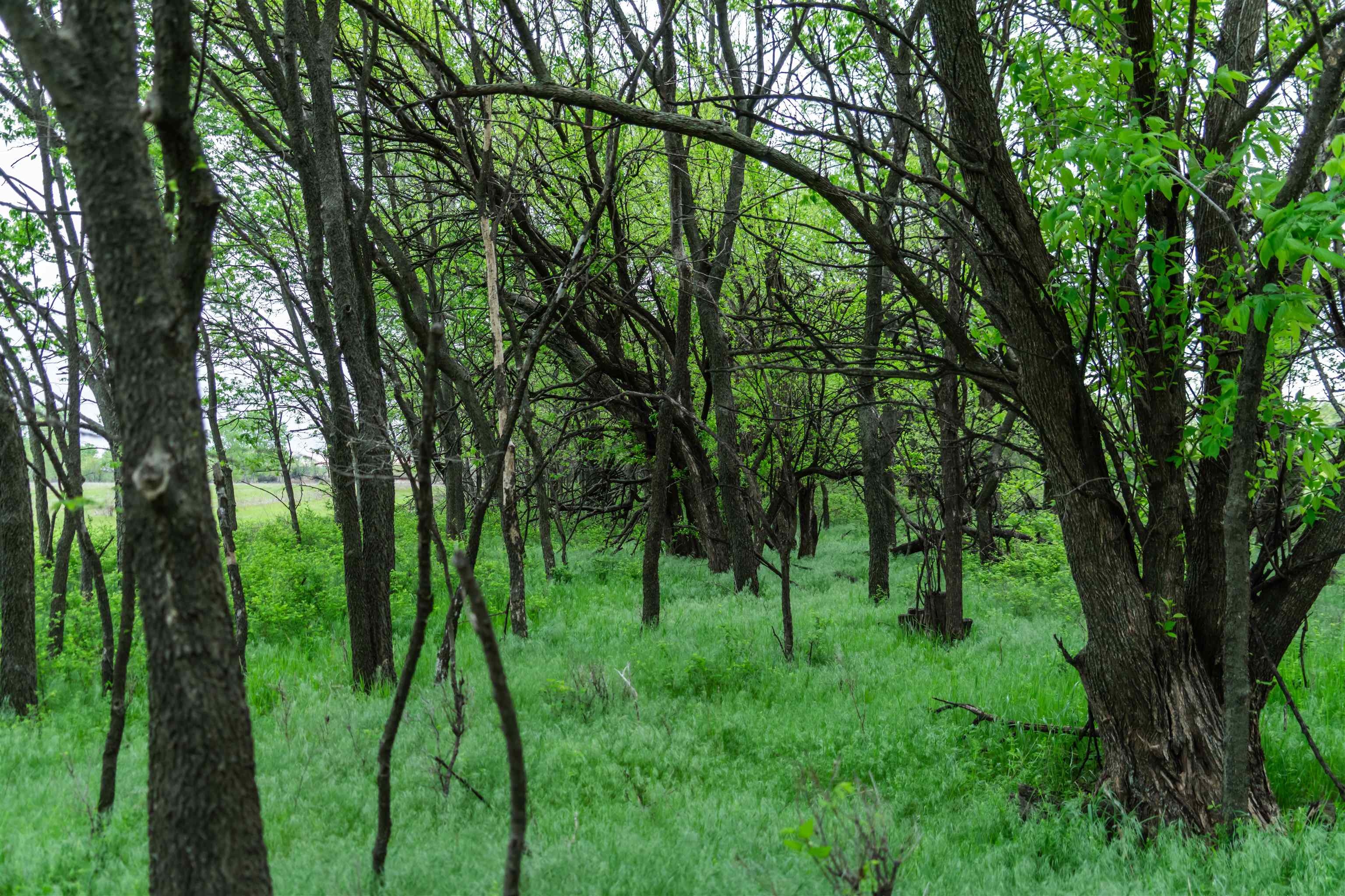 00000 S Seneca, Wellington, Kansas image 17