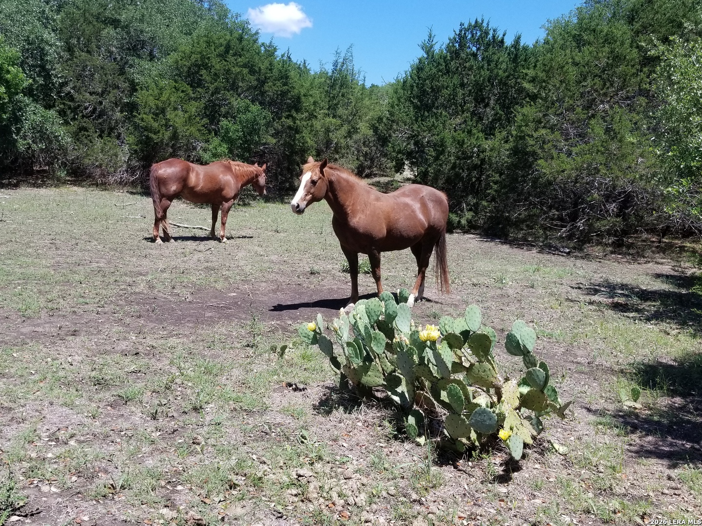 1035 (LOT 1777) Mystic Breeze