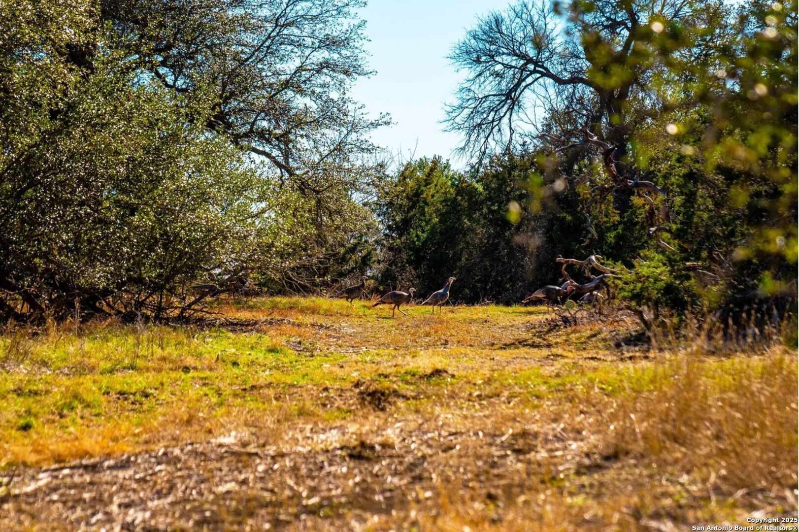 TBD County Road 251, tract 5