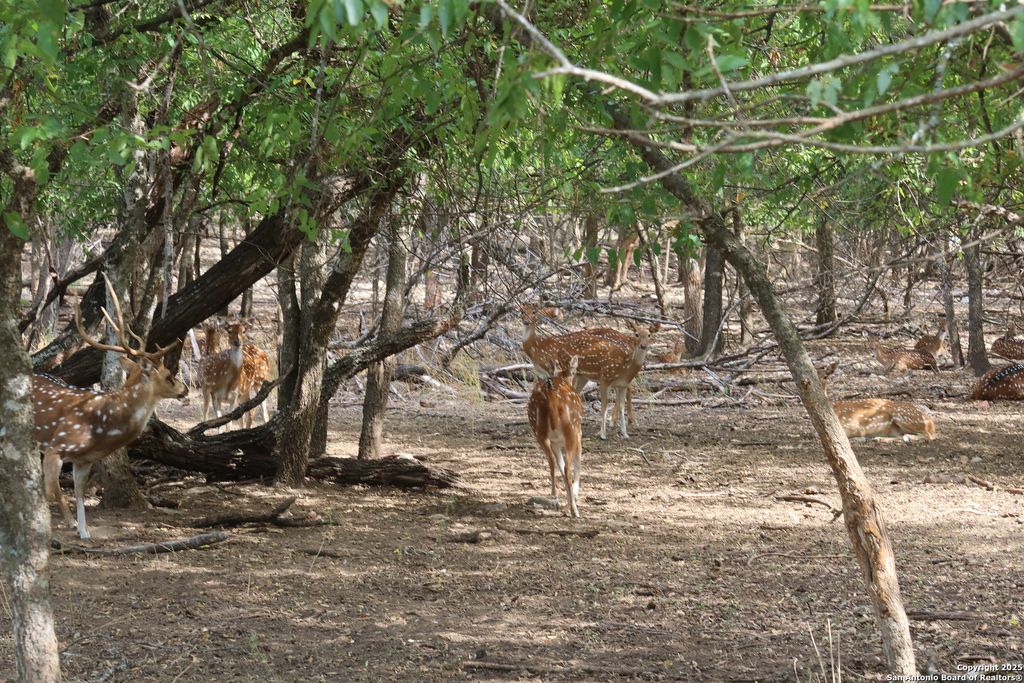Photo of LOT 23 Cypress, Bandera, TX 78003 (MLS # 1883299)