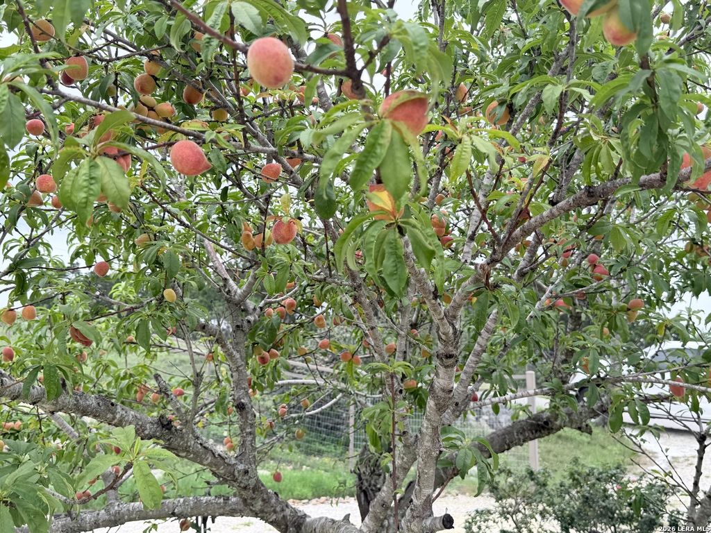 Photo of 180 County Road 2750, Mico, TX 78056 (MLS # 1961685)