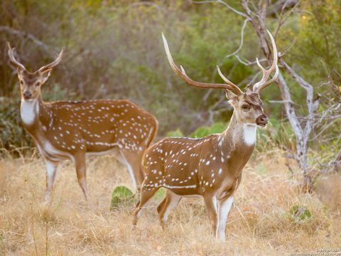 45 Mayacama Boerne TX 78006