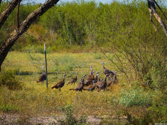 000 CR 341, BEEVILLE, TX 78102 - Image 453855c8bbdead92db39c30fe050cf62/2017377041