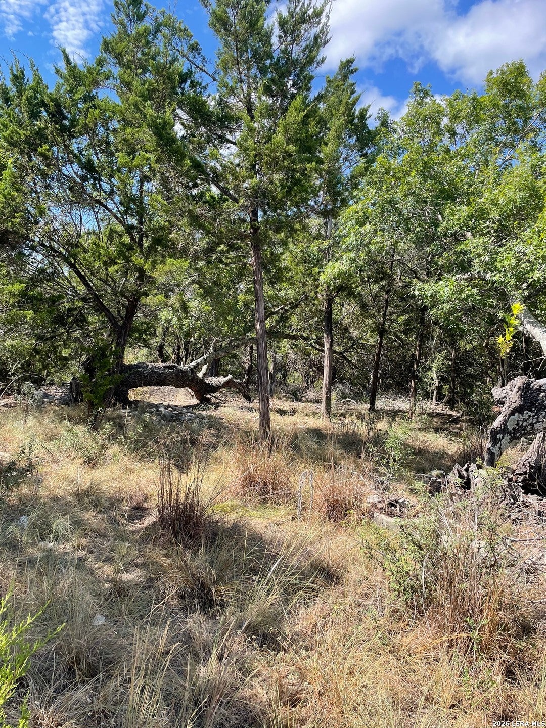 245 Bluebonnet Breeze